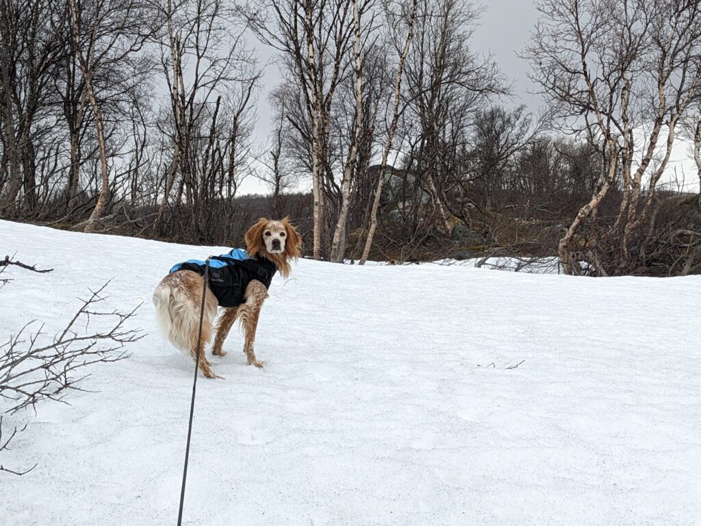 chien dans la neige Flip in Blue