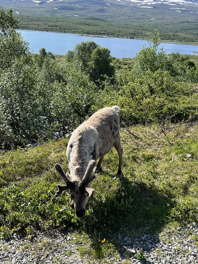 renne en Norvège
