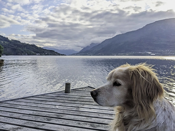 vue avec chien sur l'Hardangerfjord en Norvège