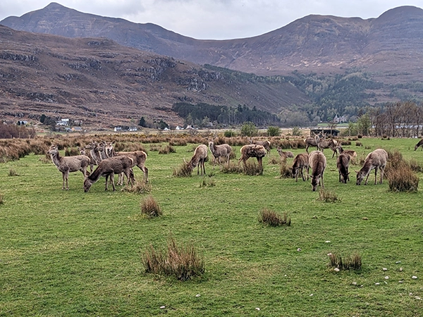 troupeau de cerf